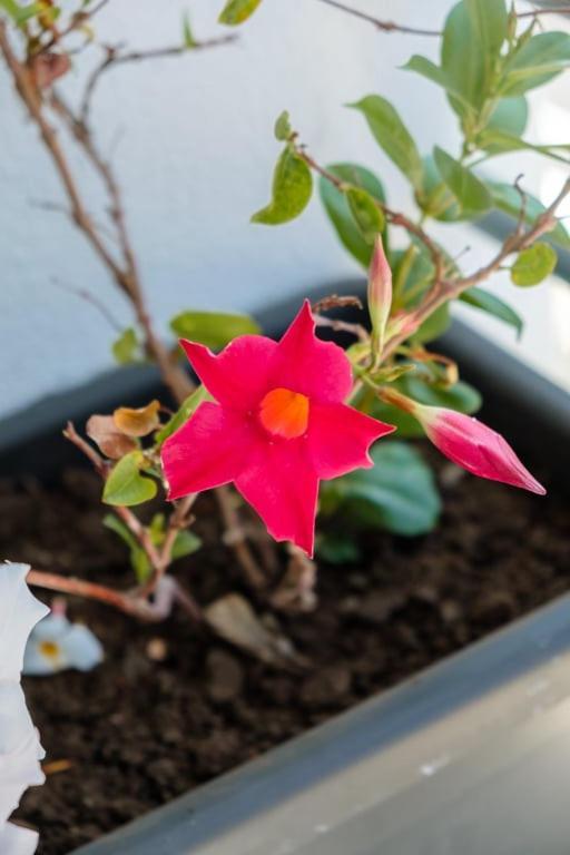 Guestready - A Sunny Delight In Funchal Apartment Exterior photo